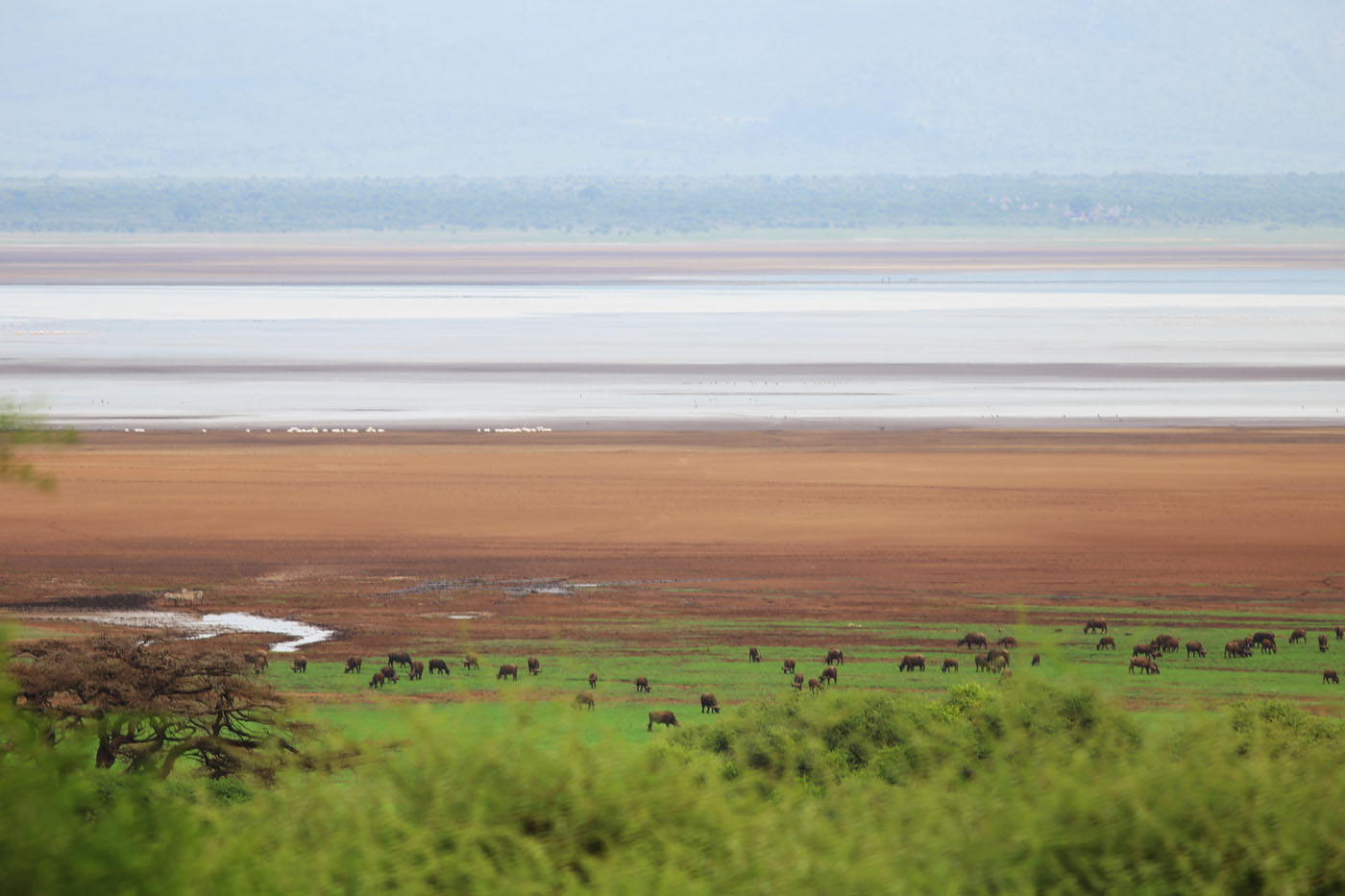 LAKE MANYARA   Sixweeks Africa Manyara 2013 08 